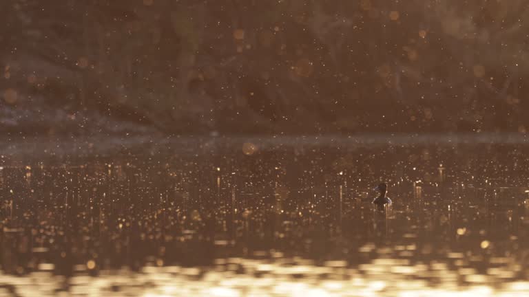 Ring-necked Duck, Arizona