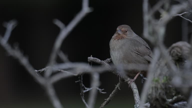 California Towhee, California