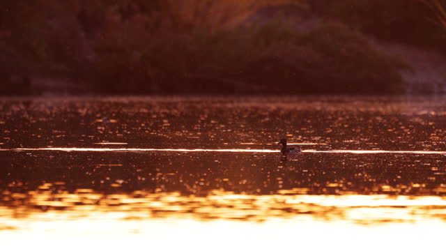 Ring-necked Duck, Arizona