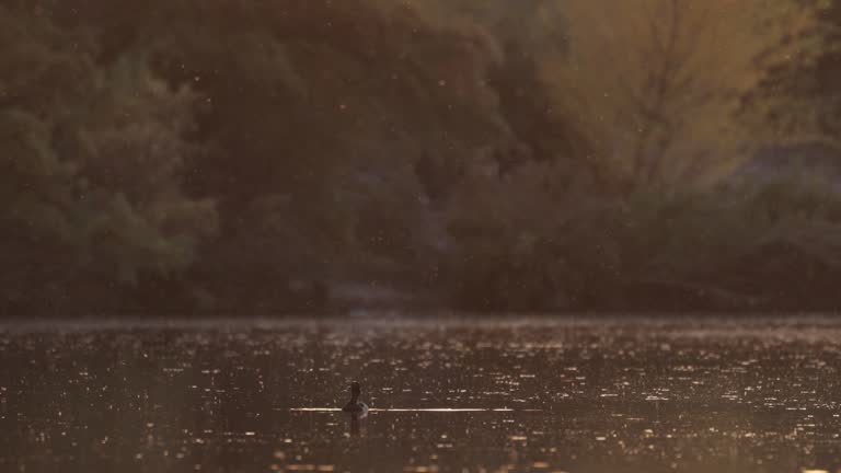 Ring-necked Duck, Arizona