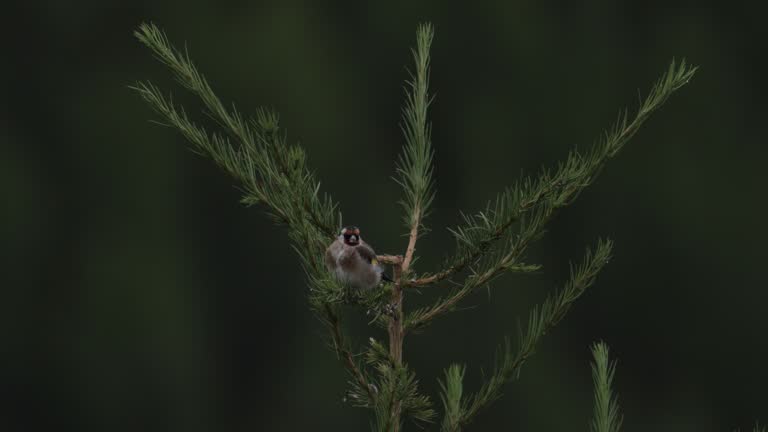 European Goldfinch, Zermatt, Switzerland