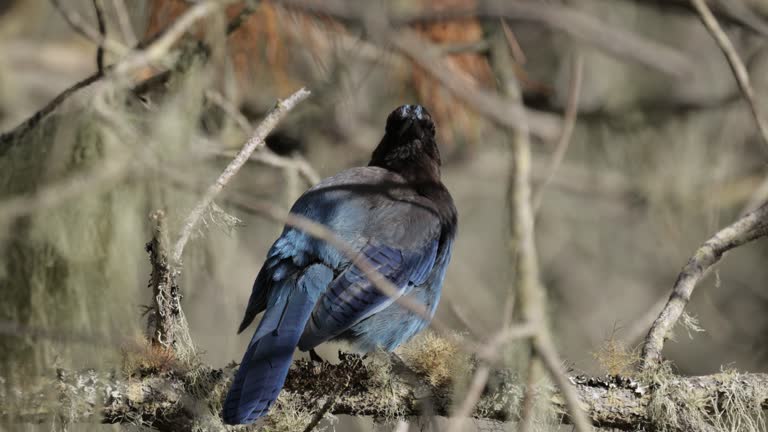 Steller's Jay, California