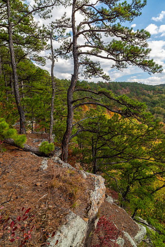 These pine trees were photographed on the edge of a bluff overlooking Ross Hollow with Mount Magazine in the back.