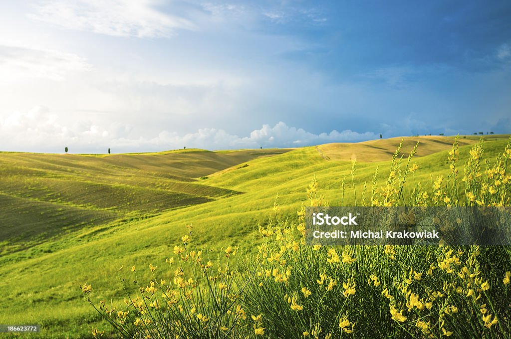 Tuscan landscape Hilly Tuscan landscape near San Quirico d'Orcia (Tuscany, Italy). Flower Stock Photo