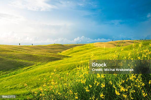 Tuscan Landscape Stock Photo - Download Image Now - Flower, Hill, Rolling