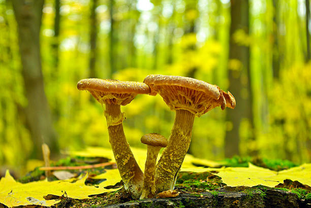istock Mushrooms among fallen leaves in the autumn forest. 186624514