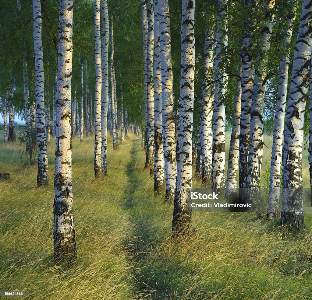 Alberi di betulla tronco - Foto stock royalty-free di Betulla