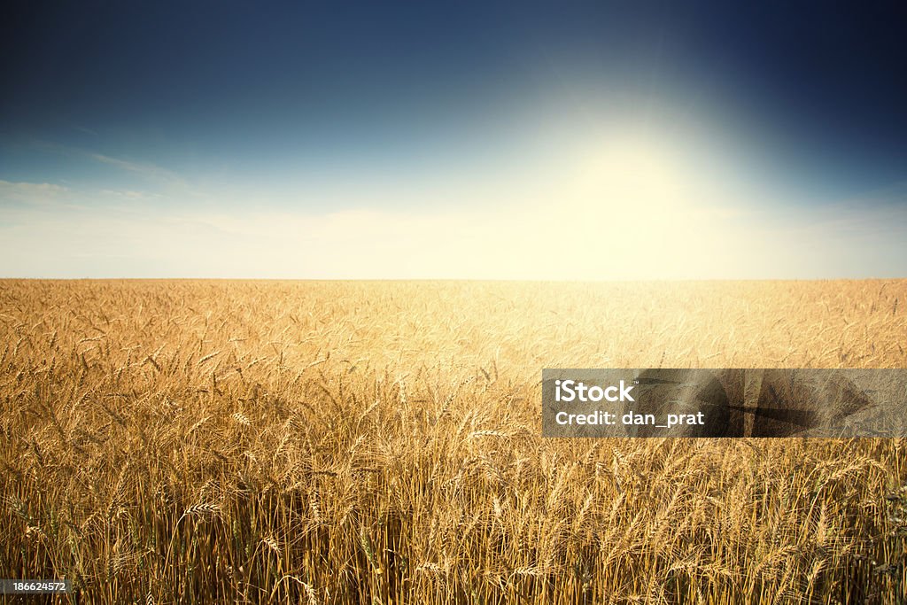 Weizen Feld bei Sonnenaufgang - Lizenzfrei Feld Stock-Foto