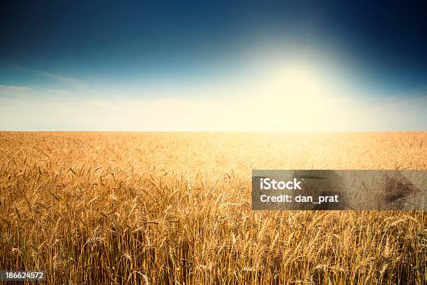 Weizen Feld Bei Sonnenaufgang Stockfoto und mehr Bilder von Feld - Feld, Perfektion, Weizen