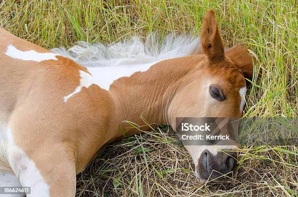 Pinto Araber Fohlen Schlafen Stockfoto und mehr Bilder von Pferd - Pferd, Schlafen, Arabien