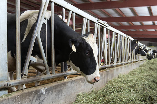 istock Cows Eating Hay in Barn 186624615