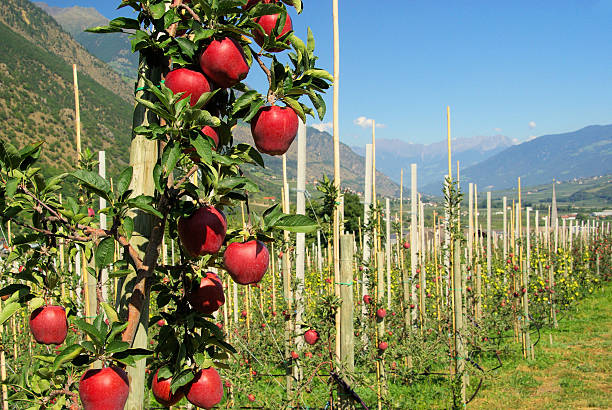 jabłko na drzewo - trentino alto adige zdjęcia i obrazy z banku zdjęć