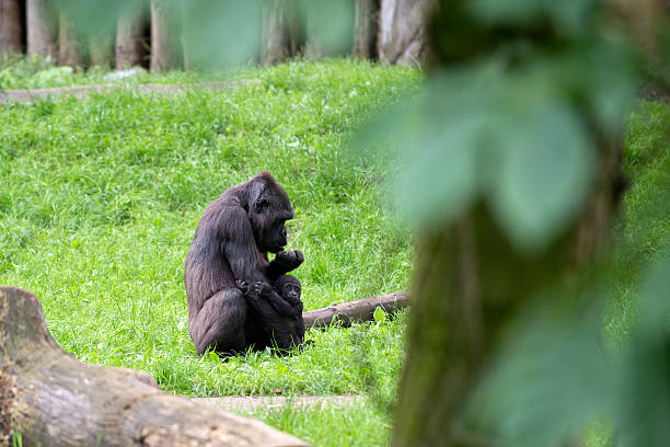 귀여운 아기 및 구슬눈꼬리 gorilla - animal ape monkey bonding 뉴스 사진 이미지