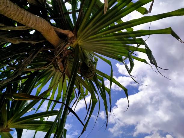 istock Tour the beach with shade under sea pandan trees (Pandanus odorifer). 1866254652