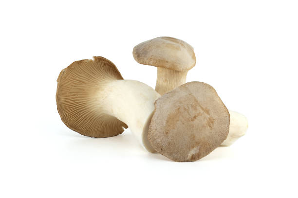istock Oyster mushroom isolated on white background 1866267022