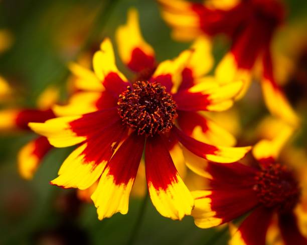 istock Red and yellow flower 1866277237