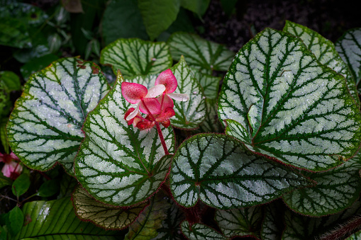 Begonia with flower