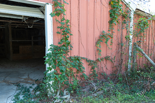 Vines growing on old barn