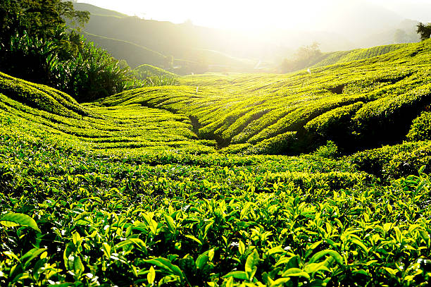 Tea Plantation Fields at Sunrise stock photo