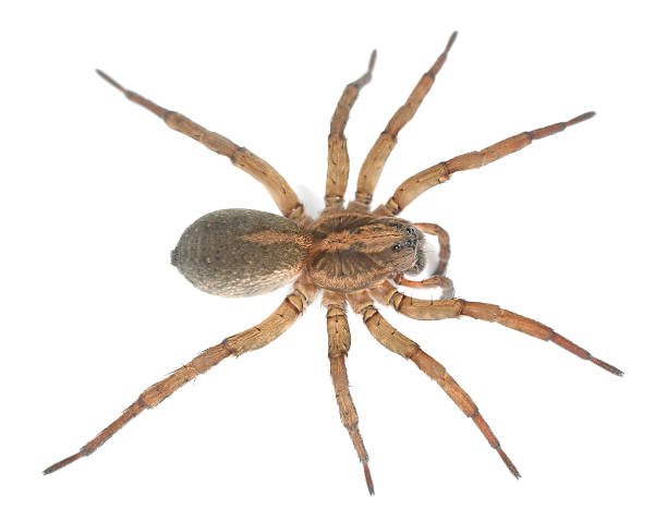 istock Wolf spider, lycocidae isolated on white background, macro photo 186629658