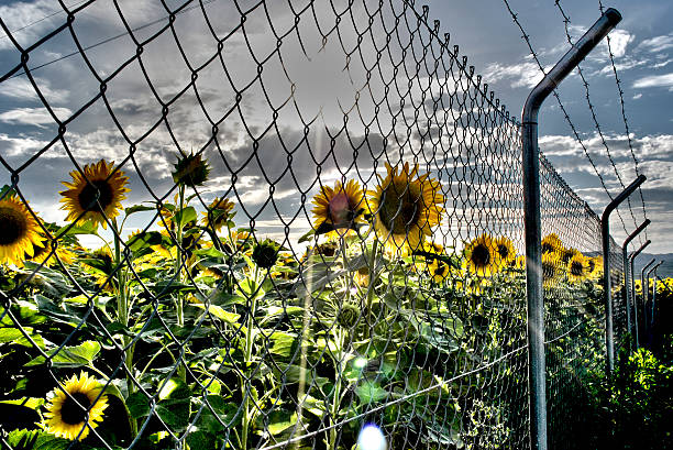 istock Spanish sunflowers field 186629757