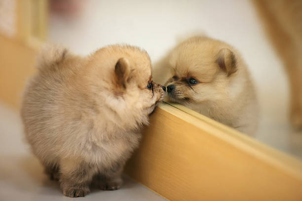 1,200+ Puppy Mirror Stock Photos, Pictures & Royalty-Free Images - iStock