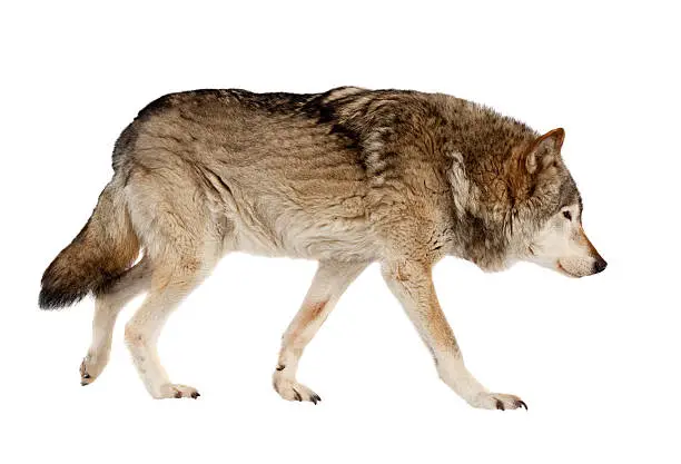 wolf. Isolated over white background