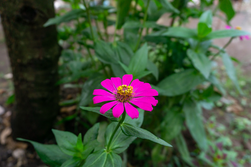 Pink flower, Common Zinnia or Zinnia elegans is one of the most famous flowering annuals of the genus Zinia