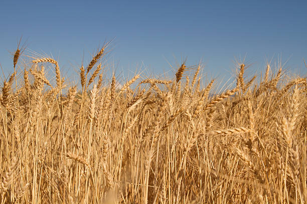istock Field of Wheat Grass 186634193