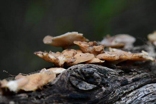 Fungi growing on a tree