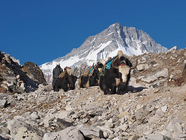 istock Yaks on Everest Base Camp Trek in Nepal 186634678