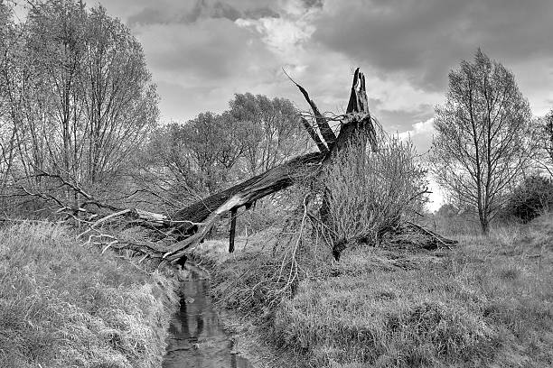 arbre abattus - geknickt photos et images de collection