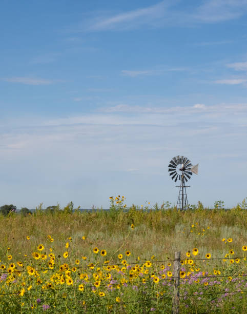 vecchio mulino a vento su una prateria di sandhill in nebraska con girasoli nativi in primo piano - nebraska midwest usa farm prairie foto e immagini stock