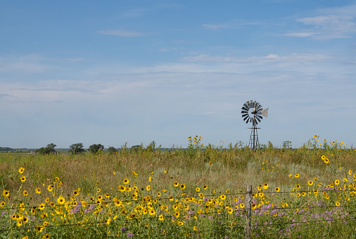 Vintage windmill on a prairie in the sandhills of Nebraska with native sunflowers in the foreground.