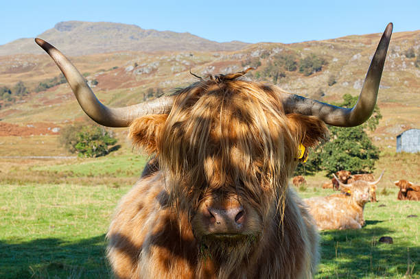 istock Scottish Highland Cow 186634960