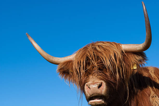 istock Scottish Highland Cow 186634968