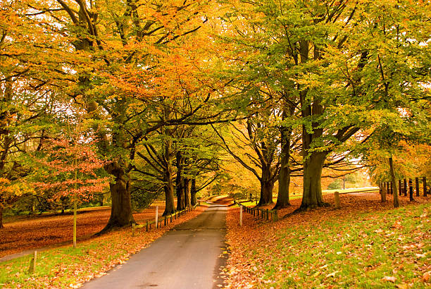 istock The glorious colors of Autumn 186635224