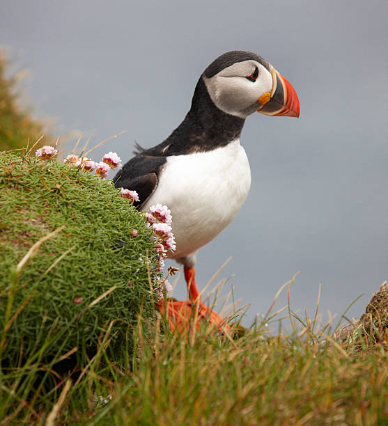 istock Puffin on a cliff. Iceland. Latrabjarg Peninsula. 186635238