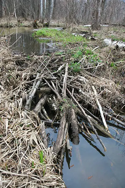 Eurasian beaver created a dam, that formed a pond out of small river.