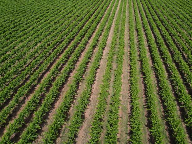 istock Aerial view of a vineyard 1866354440