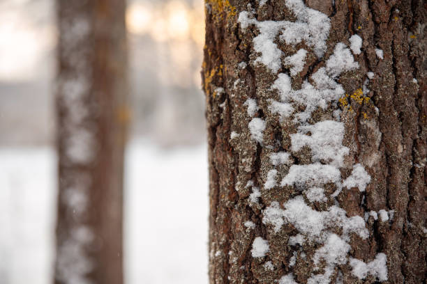 istock A snowy tree on a winter day 1866355556