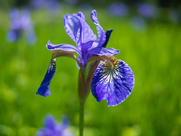 istock Close-up of iris flower 186635913
