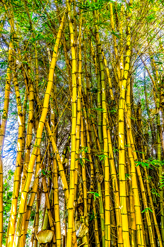 Golden Hawaiian Painted Bamboo Bambusa Vulgaris Vittata Green Leaves Waikiki Honolulu Oahu Hawaii
