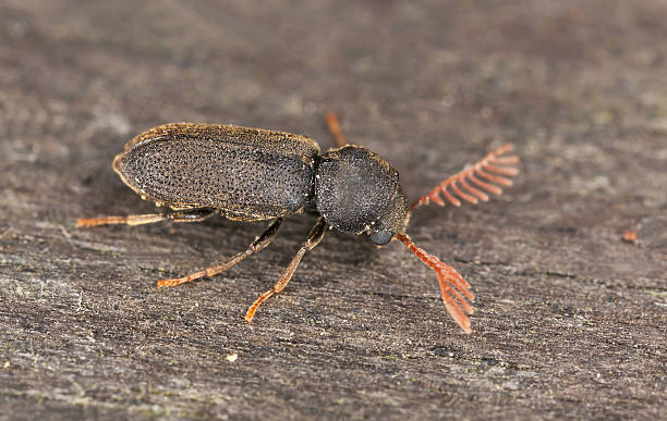 istock Comb-antenned wood borer, Anobiidae 186638431