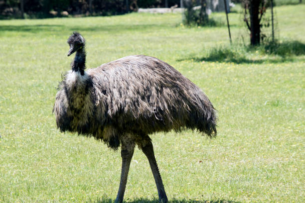 istock the australian emu is walking across the field 1866400406