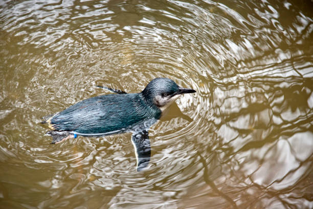 la fata o il piccolo pinguino nuota nell'oceano - fairy penguin foto e immagini stock