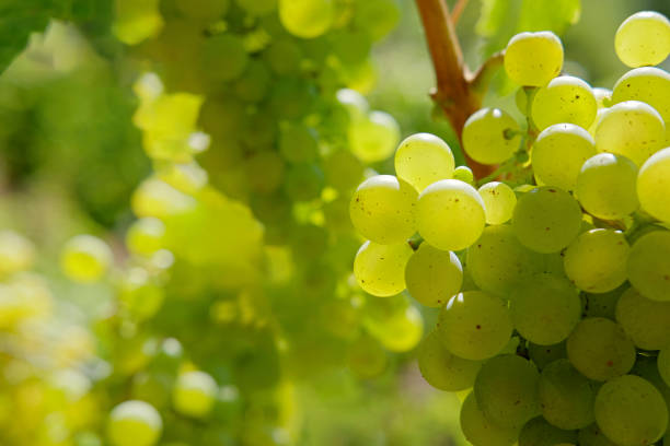 istock Close-up in the vineyard. Ripe grapes. 1866401932