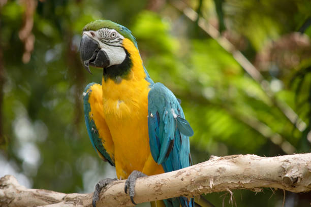 istock this is a close up of a blue and gold macaw 1866404989