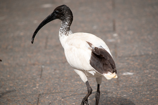 The Australian White Ibis is characterised by having predominantly white plumage with a featherless black head, neck, and legs. Its bill is also black, long and down curved.