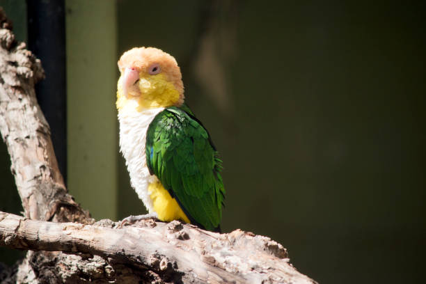 istock the white bellied caique is perched on a tree 1866410668
